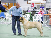 ANSUDA Top Dog & Top Puppy