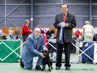 Terriers
