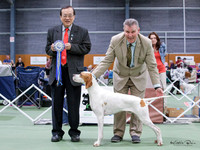 Gundogs