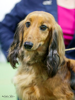 The Dachshund Club Inc