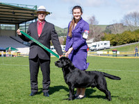 Gundogs