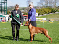 Hounds