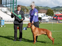 Puppy Stakes