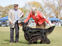 Gundogs