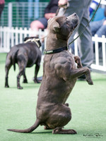 Dog Class