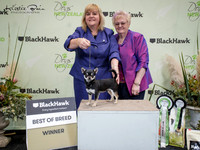 Toys Best of Breed