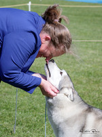 Great Northern Siberian Husky Club