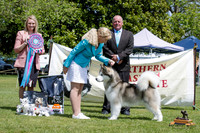 Best in Show