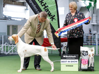 Best in Show