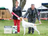 Gundogs