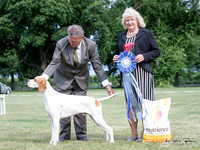 Sunday Best in Show