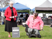 Gundogs