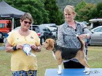 Hounds