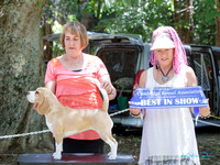Open Show