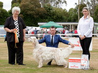 Gundogs