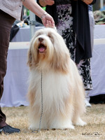 KBP17066
