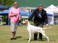 Gundogs