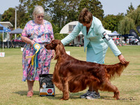 Gundogs
