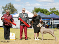 Gundogs