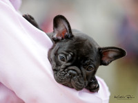 Hamilton Kennel Association