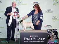 Best in Show