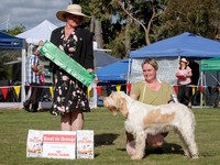 Gundogs