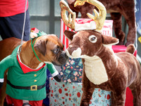 Xmas photos
