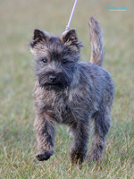 KBP26518