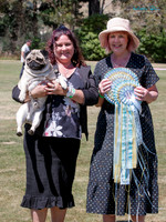 Wellington Pug Dog Club