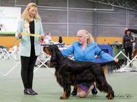 Gundogs