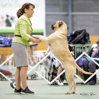Auckland Exhibition Centre Open Shows