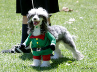 Tauranga Christmas