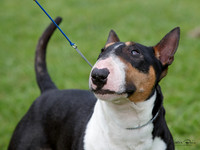 North Island Bull Terrier Club