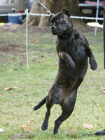 Terriers