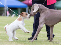 Franklin Kennel Association