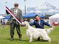 Gundogs