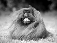 Wellington Toy Dog Club