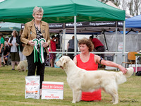 Gundogs