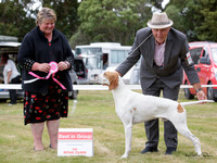 Gundogs