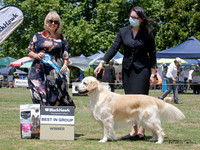 Gundogs