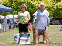 Terriers