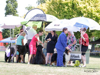 Tauranga Kennel Association