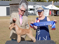 Terriers