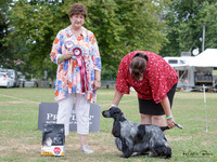 Gundogs