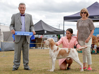Gundogs