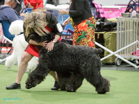 Upper Hutt Kennel Association