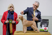 Terriers