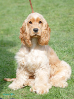 Waikato Gundog Club