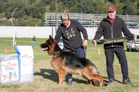 Best in Show