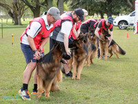 Long Stock Coat Dogs